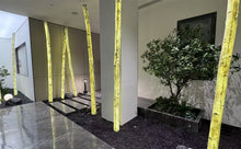 Load image into Gallery viewer, Birch Tree Night Light
